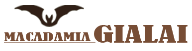 Macca Gia Lai HOÀNG DƯƠNG